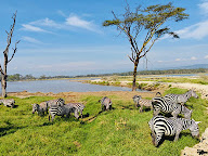 Kenyan Zebras